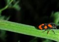 Cercopis vulnerata